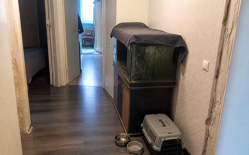 Dezinsekcija, ja mājā ir mājdzīvnieki