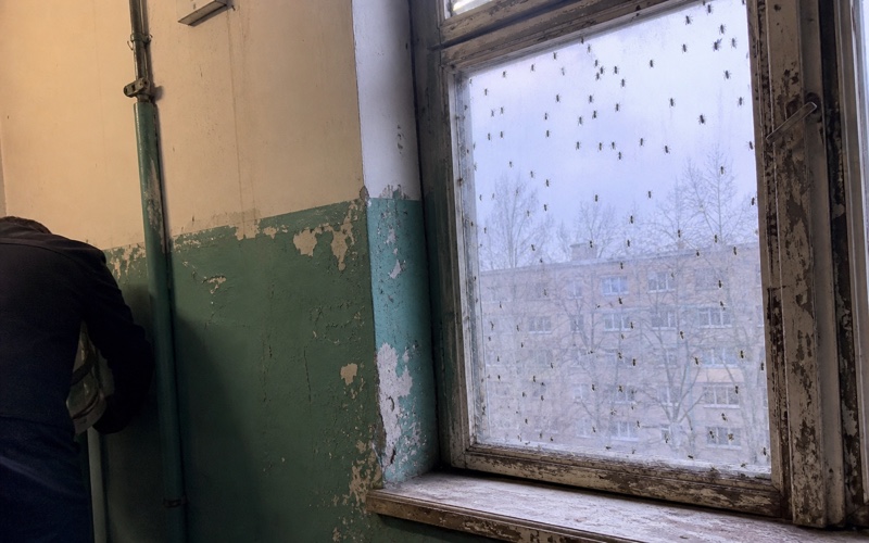 Mušu iznīcināšana telpās